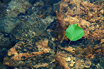 Image showing river leaf