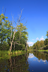 Image showing dry tree on coast wood lake