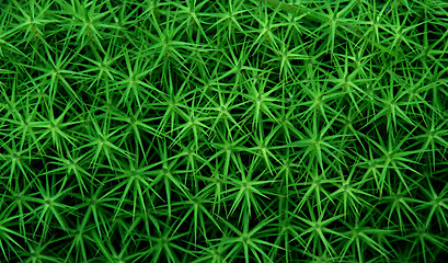 Image showing star plant