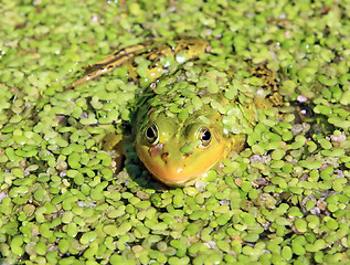 Image showing frog in marsh amongst duckweed