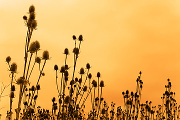 Image showing Silhouettes of teasel flowers