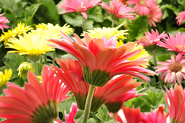 Image showing gerbera daisy