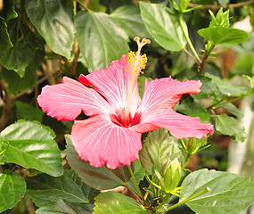 Image showing hibiscus flower 