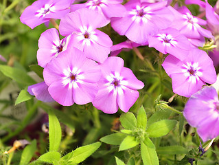 Image showing phlox flowers