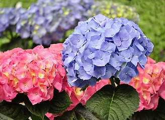 Image showing Hortensia