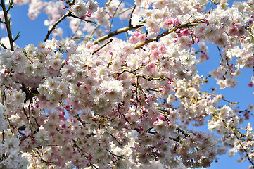 Image showing spring blossom