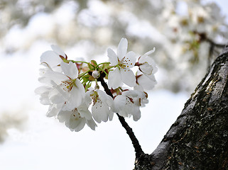 Image showing apple tree 