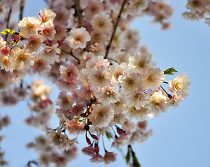 Image showing spring blossom 