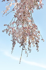 Image showing spring blossom 