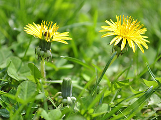 Image showing dandelions