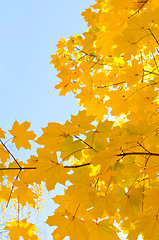 Image showing maple Leaves