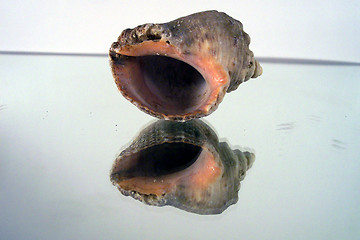 Image showing shell and reflection