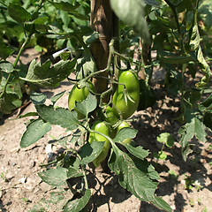 Image showing Tomato plants