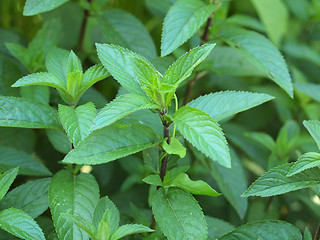 Image showing Peppermint