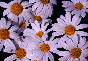 Image showing yellow dot flowers