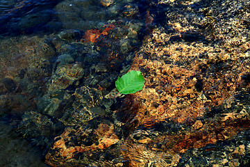 Image showing river leaf