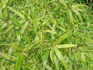 Image showing Bamboo picture