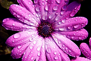 Image showing flower drop