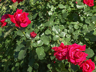 Image showing Rose picture