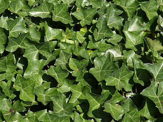 Image showing Ivy picture