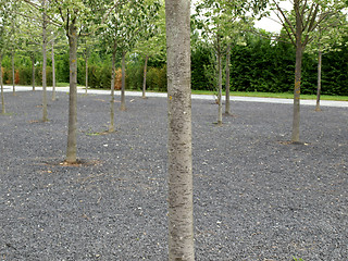 Image showing Trees picture