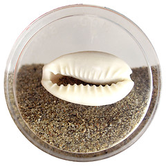 Image showing Sea shell and sand