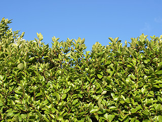 Image showing Hedgerow picture