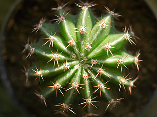 Image showing Cactus picture