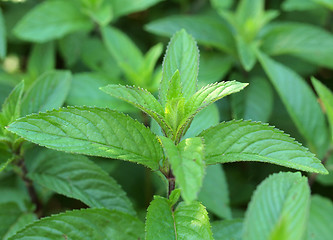 Image showing Peppermint