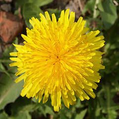 Image showing Daisy picture
