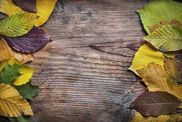 Image showing Autumn Leaves