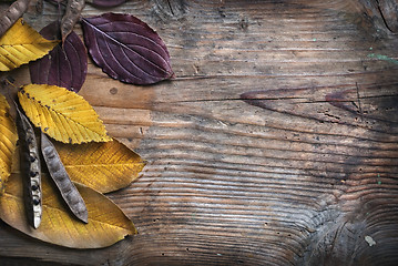 Image showing Autumn Leaves