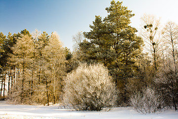 Image showing Winter in wood