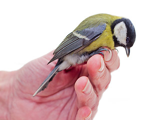 Image showing The titmouse  sitting  on a hand 3