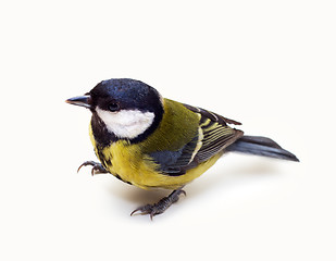 Image showing Titmouse 19