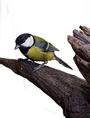 Image showing Great Tit, Parus Major 2