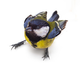 Image showing Great Tit, Parus Major 3