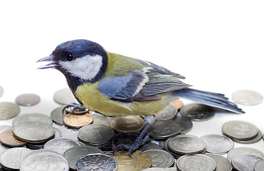 Image showing Great Tit, Parus Major