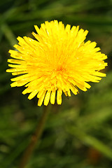 Image showing dandelion flower