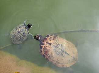 Image showing Turtles