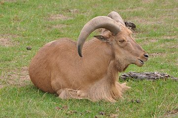 Image showing Goat