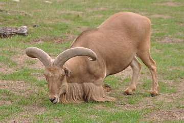 Image showing Goat