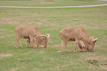 Image showing Goat