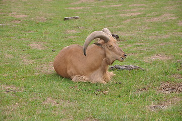 Image showing Goat