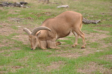 Image showing Goat