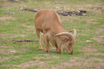 Image showing Goat