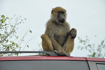 Image showing Monkey