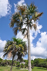 Image showing Palm Trees