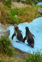 Image showing Magellanic Penguins