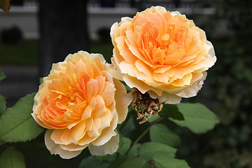Image showing Rose variety - Molineux